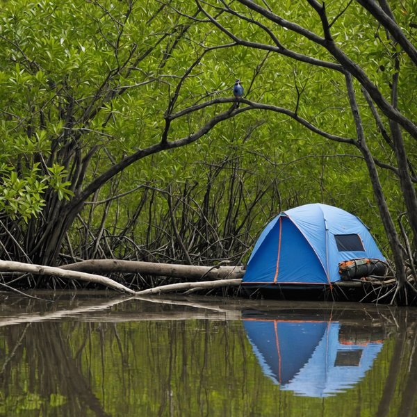 Quels sont les conseils pour camper en zone de mangroves avec observation d'oiseaux?